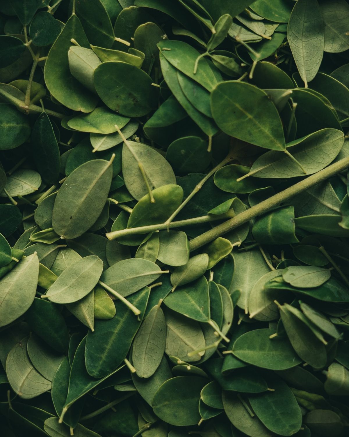 reshly harvested organic moringa leaves, demonstrating OGF's quality